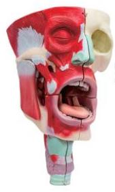 鼻、口、咽喉腔分解模型